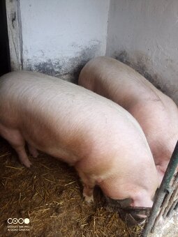 Predám ošípané - 4