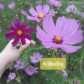 Semienka kvetov -rôzne druhy - 4