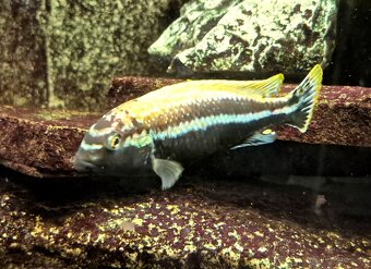 Africké cichlidy - 4