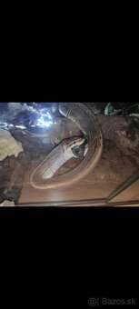 Python regius (Pytón Kráľovský) párik + tera - 4