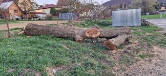 Orechový kmeň, Orech, Orechove drevo - 4