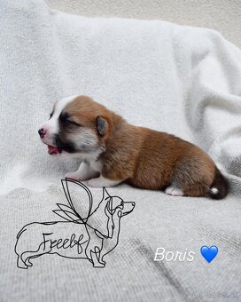 Welsch corgi pembroke - 4