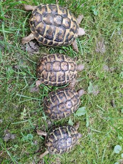 Predám testudo hermanni Puglie - 4