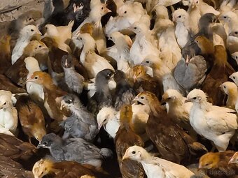 Kuričky DOMINNAT - 4