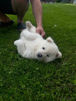 Akita inu šteniatko (psík) - 4