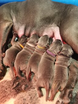 Cane Corso štěňátka s PP - narozená 23.9.2025 - 4