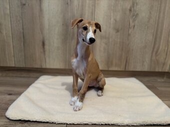 Šteniatka Vipet / Whippet - 4