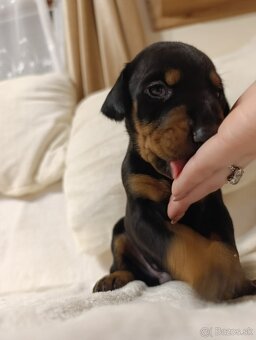 Prijmem rezervácie  na steniatka doberman - 4