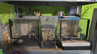 Poecilotheria Metallica - 4