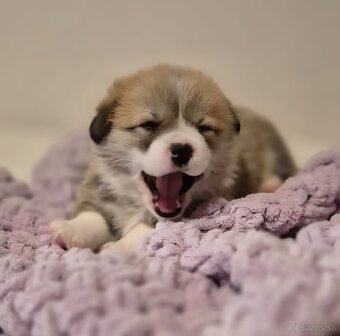 Welsh corgi pembroke - 4