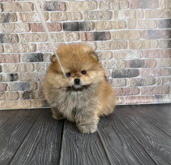 Pomeranian mini - 4