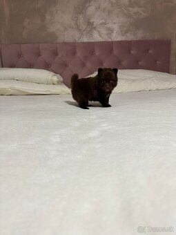 Pomeranian s PP, nemecký špic s pp - 4