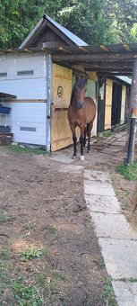 Predám 14 mesačného zrebca - 4