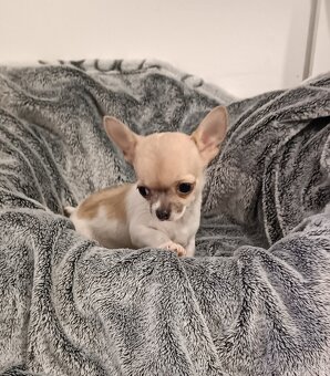 Civava kratkosrsta mini - 4