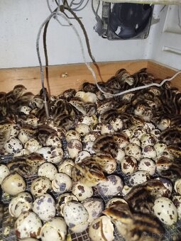 Japonské prepelice - 4