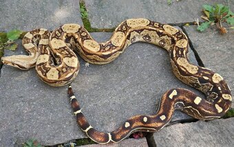 Boa imperator - Keltic Paradigm - 4