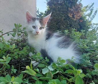 Mainska myvalia, Mainne coon,Mco - 4