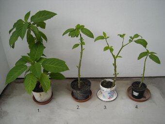 Anjelská trúba - 4