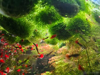 Riccia fluitans - 4