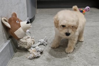 Toy pudlik - 4