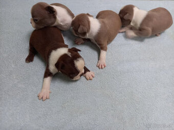 Boston ,Bostonský terrier - 4