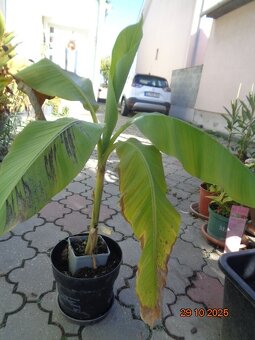 Banánovník-mrazuvzdorný - 4