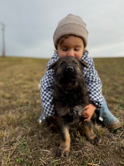 Nemecký ovčiak - 4