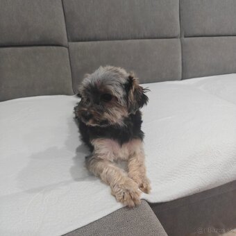 Yorkshire Biewer Terrier - 4