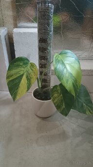 Monstera albo a aurea - 4