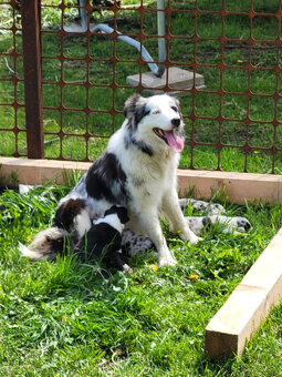 Border kólia - 4