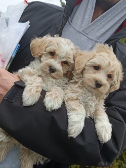 Maltipoo - 4