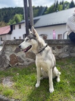 Darujem fenku huskyho bez PP - 4