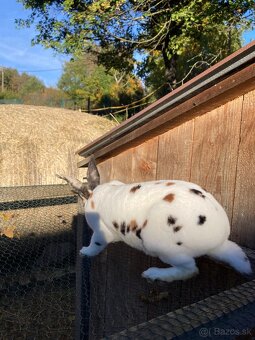 Rex-dalmatínsky - 4