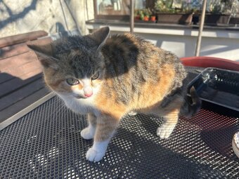 Maciatka darujem - 4