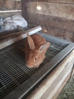 Predám burgundske králiky - 4
