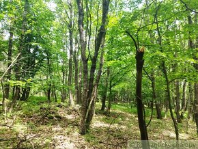 Lesné pozemky v obci Hrušov - 4