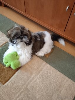 Shi-tzu - 4