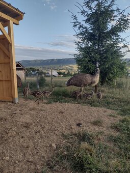 Emu hnedý - mláďatá - 4