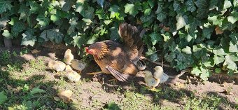 Ayam serama - 4