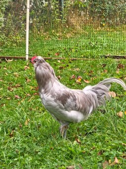 Predám kohútov araucana lavender - 4