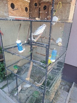 Hrdličky chichotavé - 4