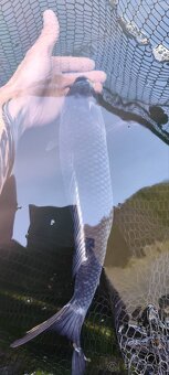 koi kapre - 4