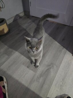 Kocúr na krytie - 4