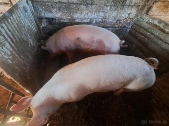 Predam ošípané - 4