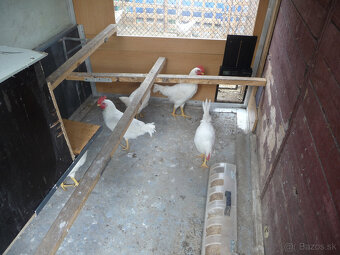 Marans a Leghorn - 4