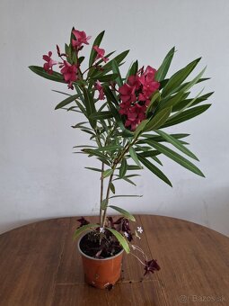 Oleander - 4