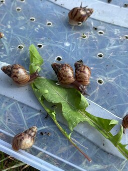 Achatina - 4