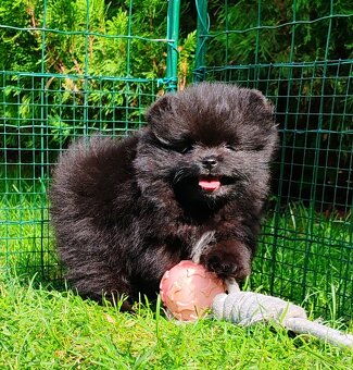 Pomeranian s PP - 4
