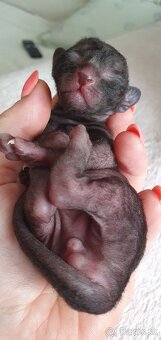 Cornish rex s PP - 4