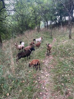 Kamerunské ovce - 4